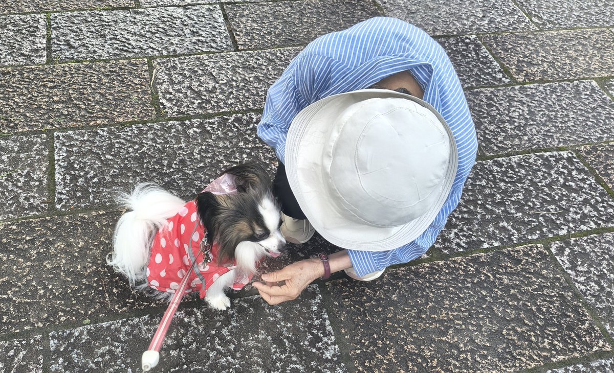 m2mama01's tweet photo. たとえ地面がﾋﾞﾁｮﾋﾞﾁｮでも雨さえあがっていれば
おさんぽするし皆さんともごあいさつするし
ﾎﾞｰﾙさんあそびするしﾊﾟｲｾﾝとも追いかけっこする https://t.co/n6x3iWwTyL