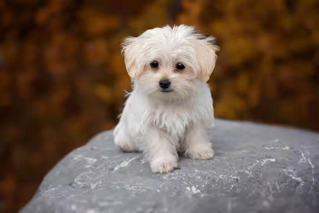 aim46901's tweet photo. My little furball learned to fetch today—proud human moment!  First big win in our growing journey! https://t.co/7thJ8gKD1H