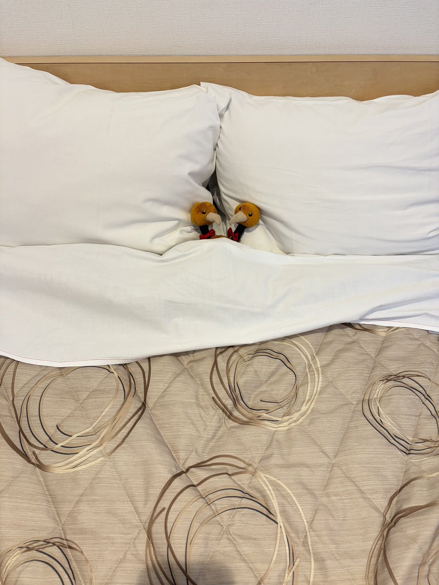 RunningDoduo's tweet photo. 💡tips💡
ドードーは頭2つだから枕も2つ必要。 https://t.co/40Mkh86FET