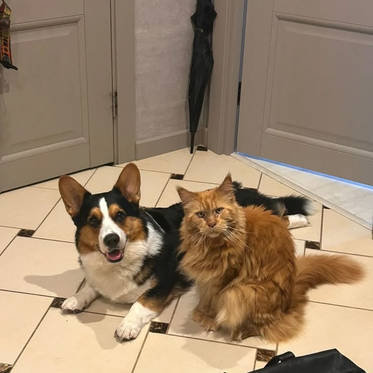 Daily rendog as dogs tweet media