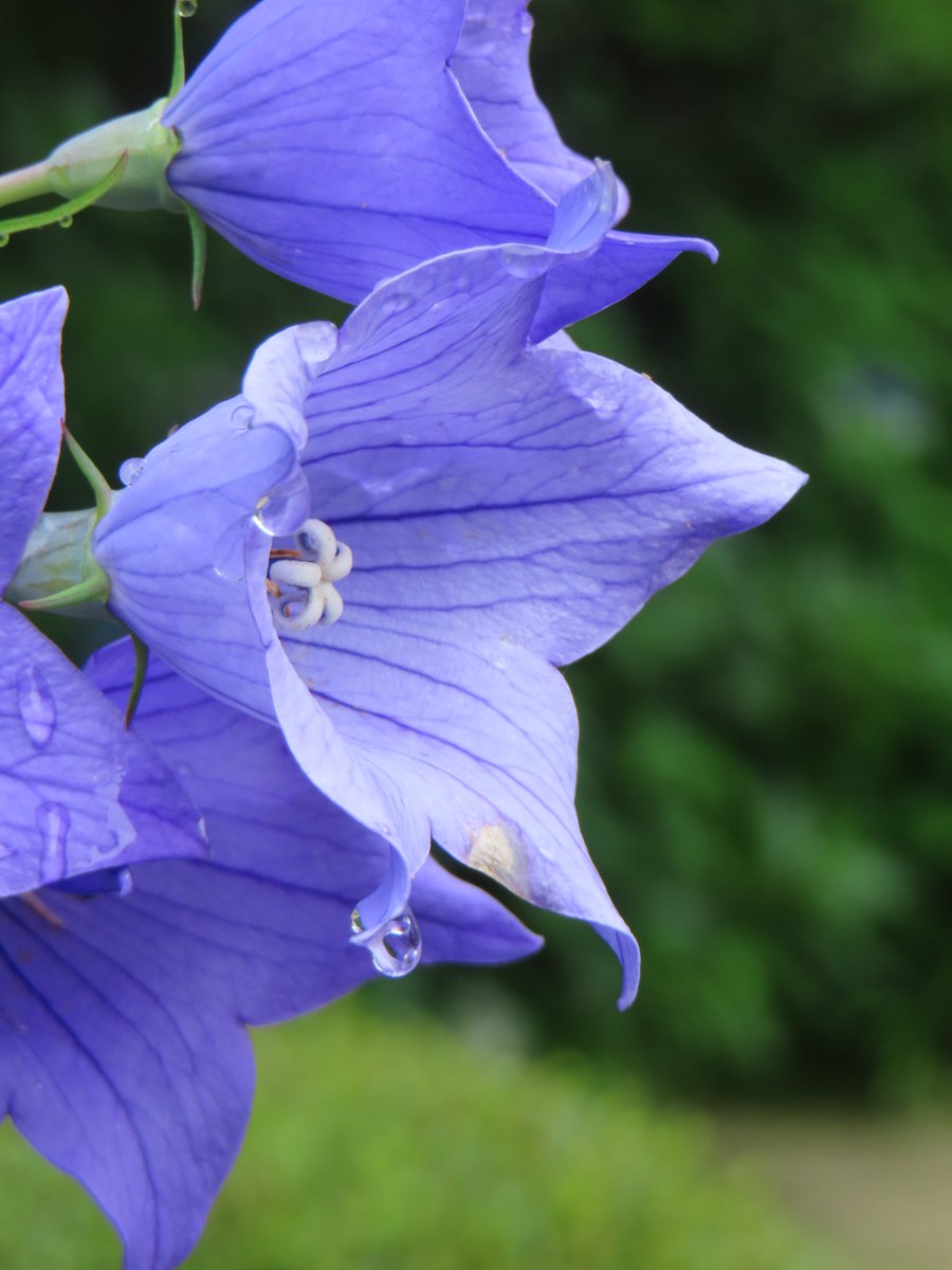 okushihousyoshi's tweet photo. #桔梗
#水滴
#雨上がり
#キキョウ
#花のある風景
#写真好きな人と繫がりたい 
#ファインダー越しの私の世界
#風景写真好きな人と繋がりたい 
#風景写真
#藤井寺市
#司法書士 https://t.co/1u8qG3fju8