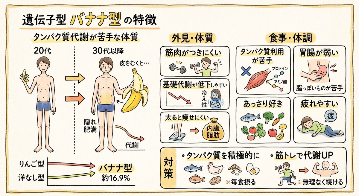 自分は遺伝子検査でバナナ型。バナナ型の特徴をGeminiでまとめると図の