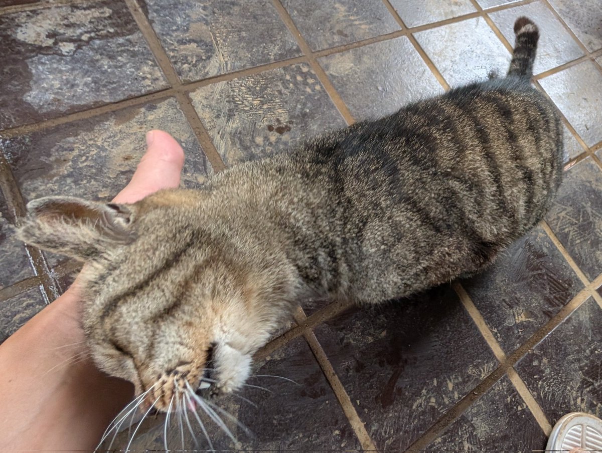 simadat1's tweet photo. 今日も元気だ😸😁 https://t.co/iAo7MJWXXE