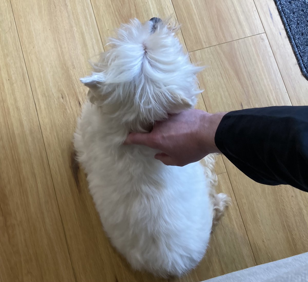 LilyBux's tweet photo. Lily's Westie torso shape reminds me of something familiar... https://t.co/tCfATq2DYe