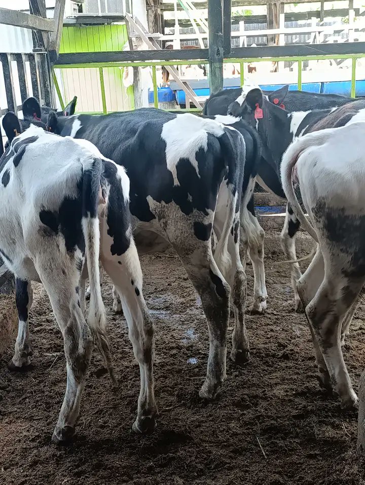 KiprutToo's tweet photo. We sell the best heifers ranging from young calves to bullying heifers to incalf heifers
We also do farm structures for our clients. 

Book with us, you can even visit our farm.

Call/whatsup +254713802746 https://t.co/QOwZzoexeJ