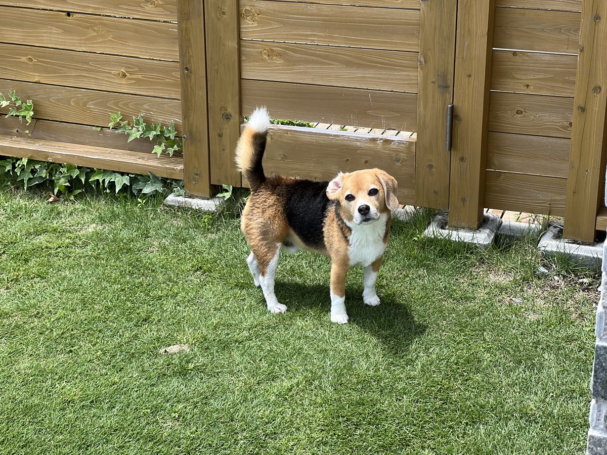 luke2021k's tweet photo. 洗われた犬　尻尾通常の2倍 https://t.co/0hzeFFNv5v
