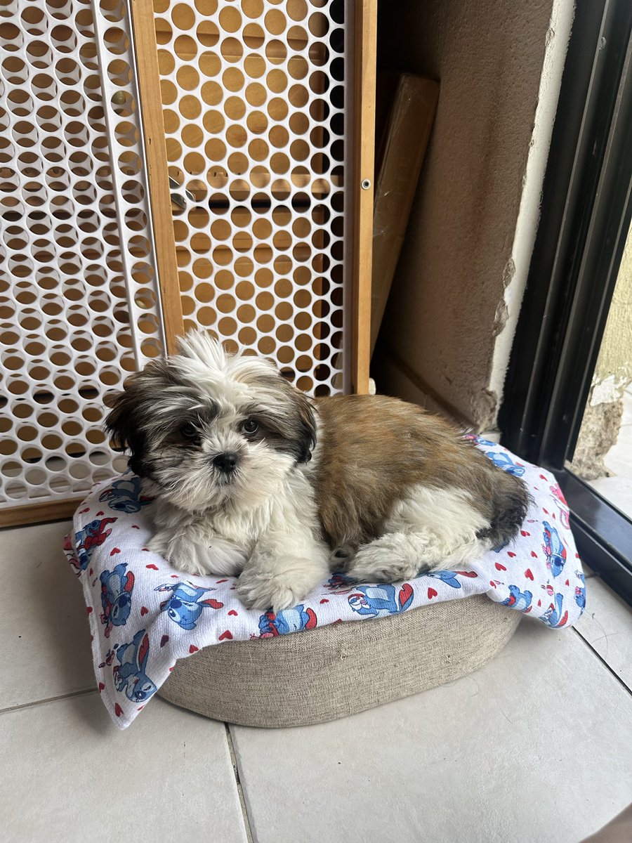 piaechavarria's tweet photo. Estoy muy contenta con la llegada de Yuki el nuevo perrito después de 4 años sin tener uno, pero aveces lloró de mi último perrito llamado Thor porque se los juro que fue el mejor perro que tuve 🥲🥹💙 https://t.co/9xW3c9d5rl