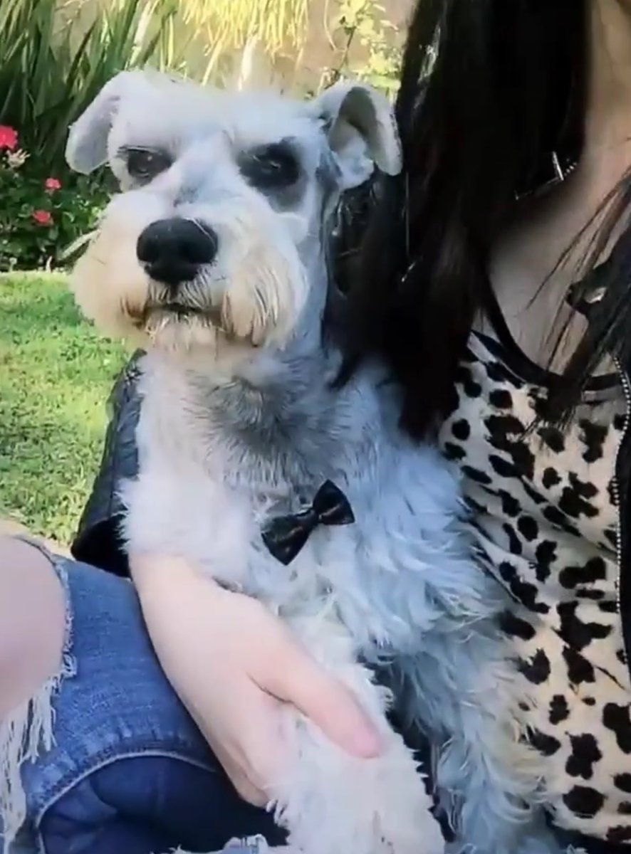 piaechavarria's tweet photo. Estoy muy contenta con la llegada de Yuki el nuevo perrito después de 4 años sin tener uno, pero aveces lloró de mi último perrito llamado Thor porque se los juro que fue el mejor perro que tuve 🥲🥹💙 https://t.co/9xW3c9d5rl