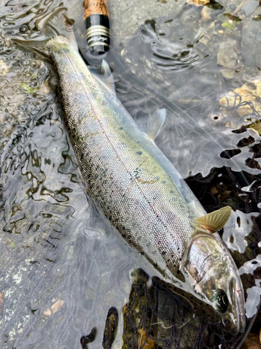 tencho_last1997's tweet photo. 早朝から本流でヤマメ狙い🎣
時折り霧雨が降る中『BRS50S』で良型連発‼︎🐟🐟🐟
#exts503ul
#exts62l
#山女魚
#ウェットウェーディング
#extreme_山女魚ネット https://t.co/YV9sERzW1z