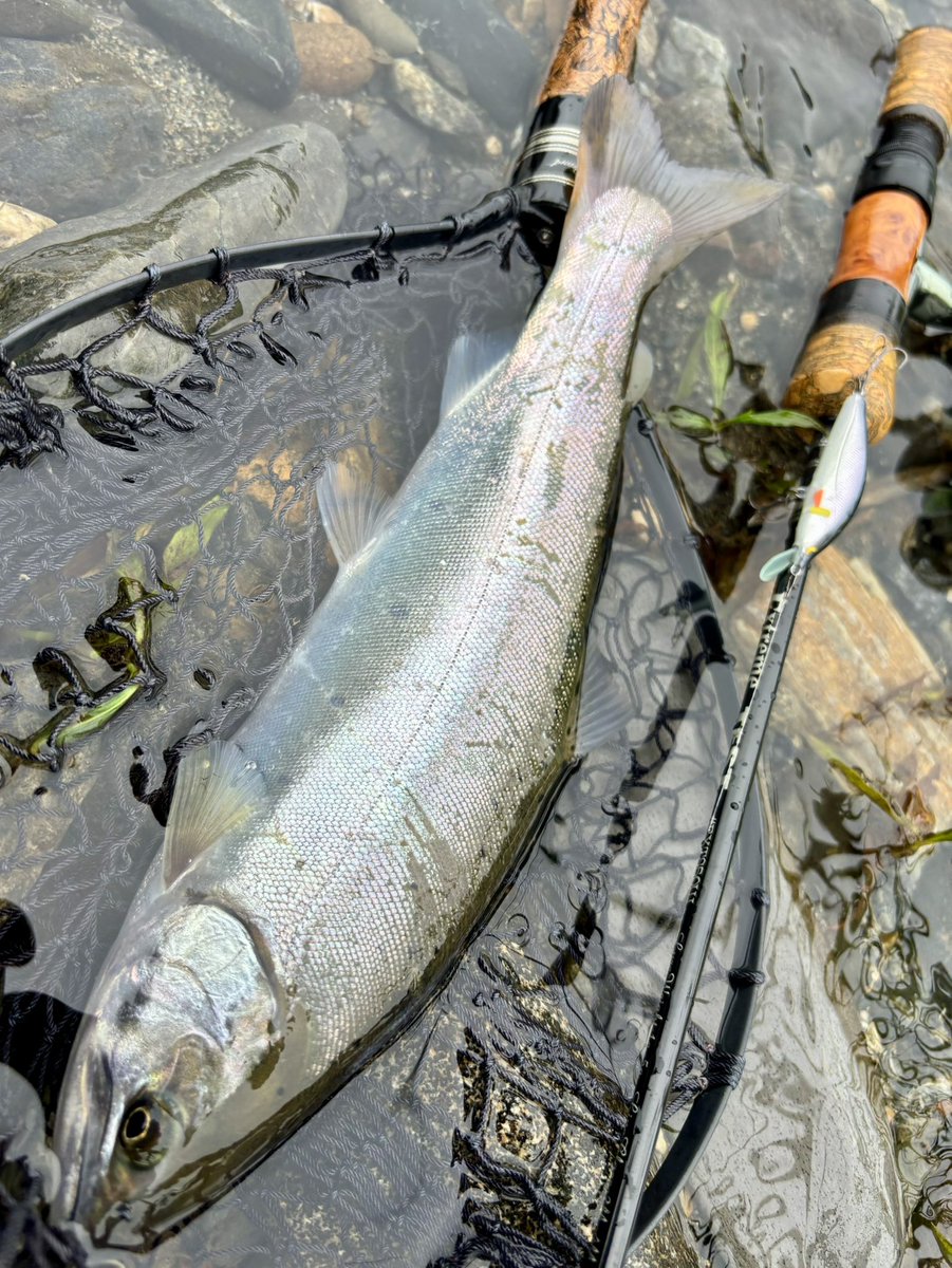 tencho_last1997's tweet photo. 早朝から本流でヤマメ狙い🎣
時折り霧雨が降る中『BRS50S』で良型連発‼︎🐟🐟🐟
#exts503ul
#exts62l
#山女魚
#ウェットウェーディング
#extreme_山女魚ネット https://t.co/YV9sERzW1z