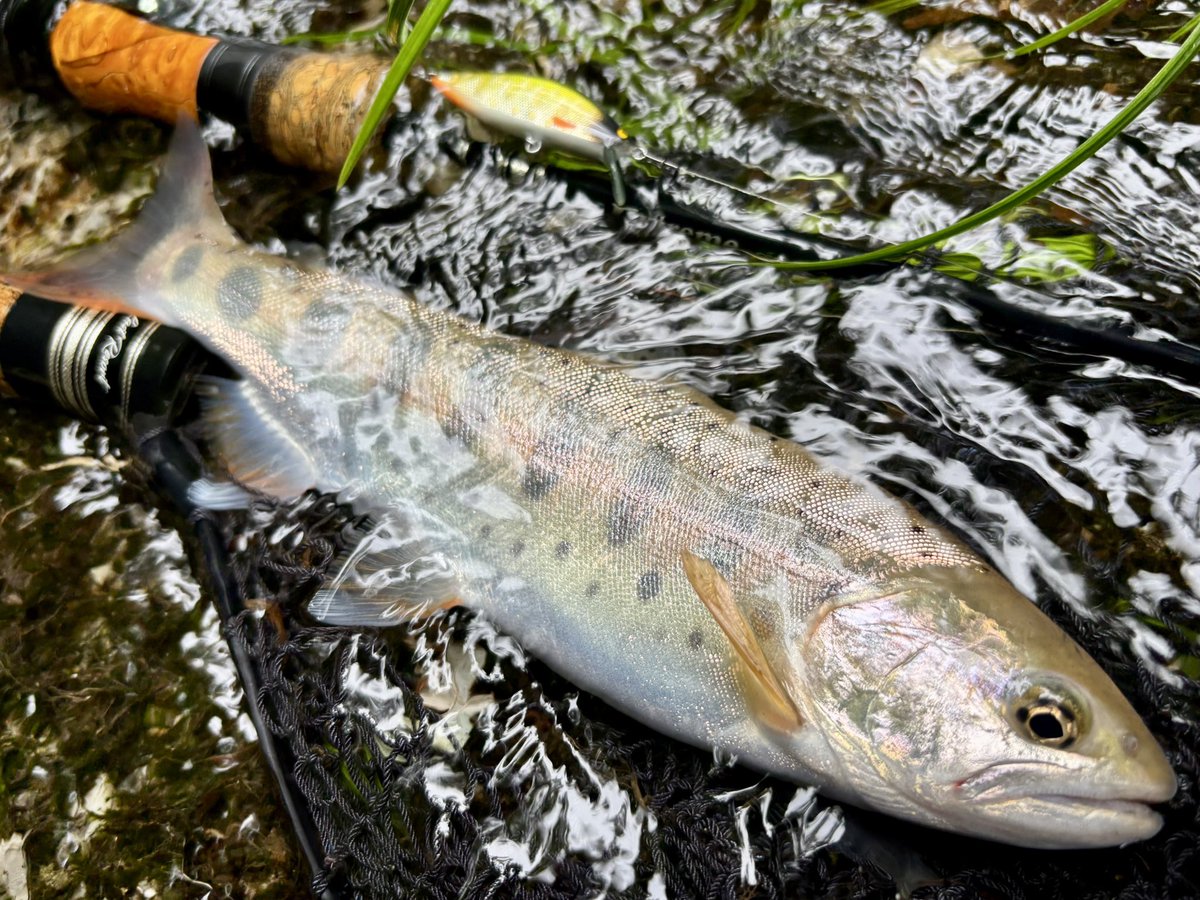 tencho_last1997's tweet photo. 午後からは支流へ移動して2時間程遡行🎣
『Awayco40S』でアベレージサイズのヤマメと岩魚をキャッチ🐟
#exts44ul
#exts46ul
#exts464ul
#ウェットウェーディング
#extreme_山女魚ネット https://t.co/6ASSj84icF