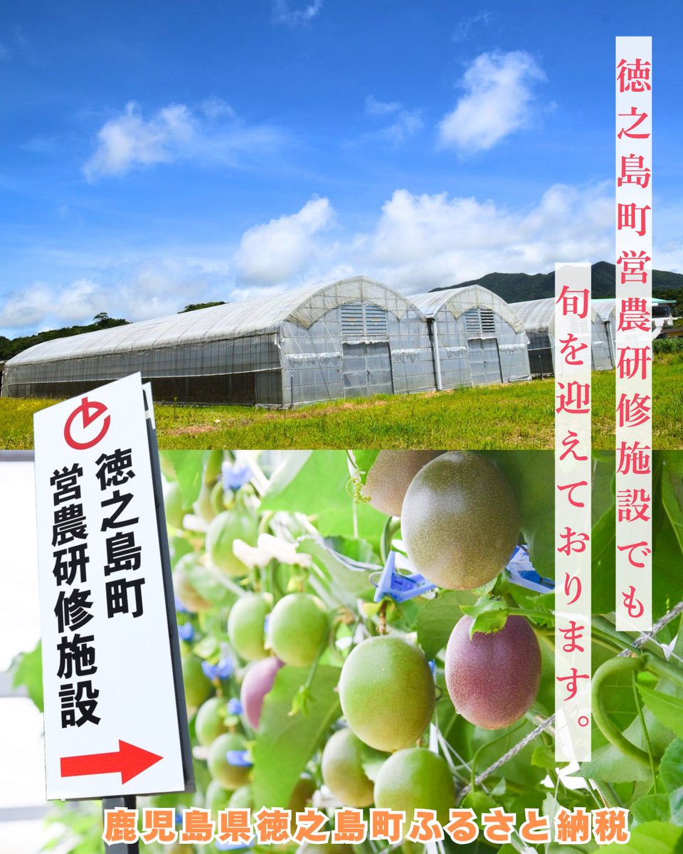 tokuno_furusato's tweet photo. 【パッションフルーツ🍴】
鹿児島県徳之島町ふるさと納税では、パッションフルーツが旬を迎えております🌈
徳之島町花徳（けどく）にある研修施設でも美味しいパッションがたくさん収穫されています🥰
#徳之島 #ふるさと納税 #パッションフルーツ #返礼品
#楽天ふるさと納税
https://t.co/bx10Hnt8E0 https://t.co/s1sEUvg4Rq
