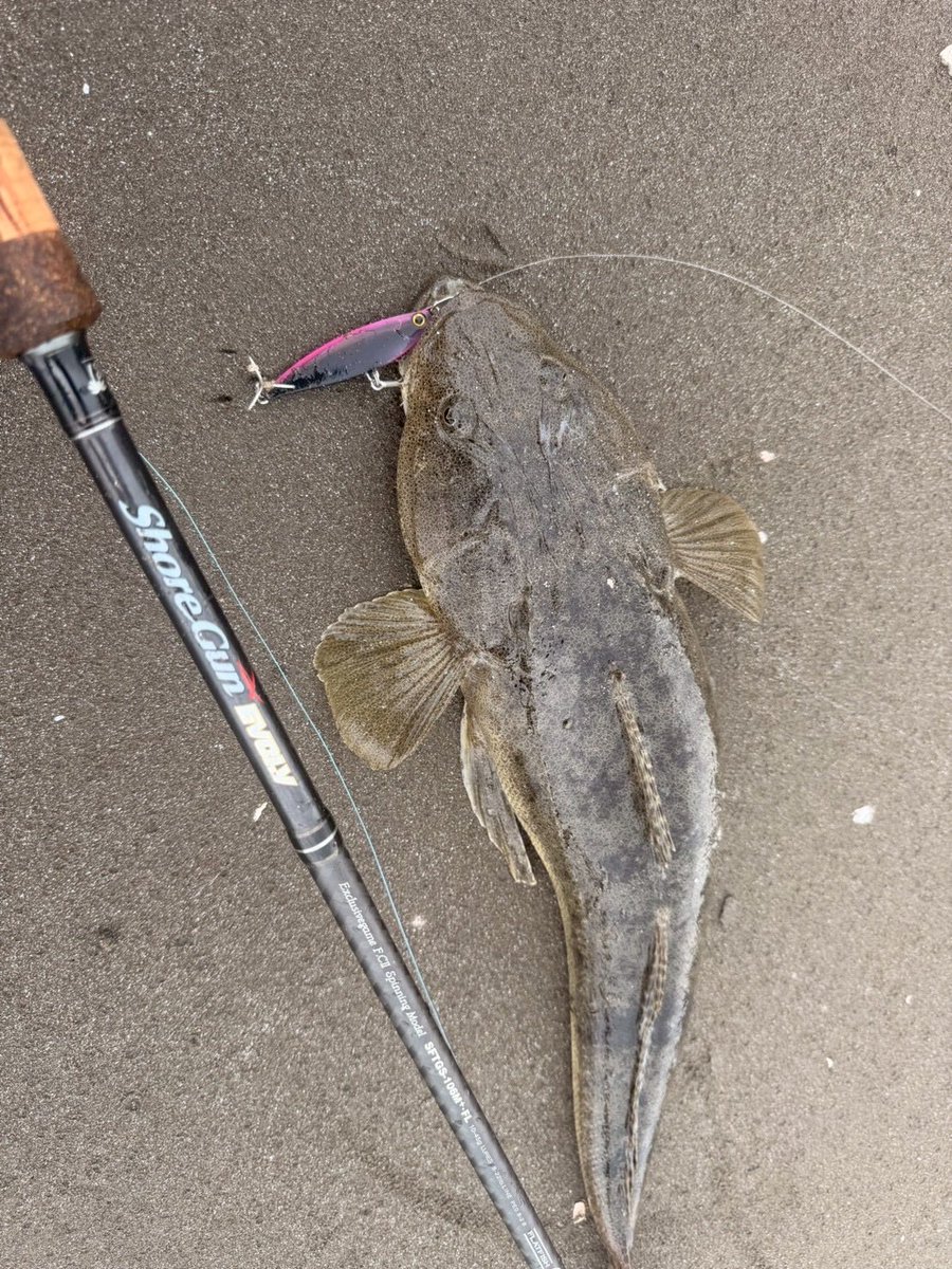 palms_global's tweet photo. Flathead with Dax Flat in Japan 🇯🇵
Rod: Shore Gun EVOLV 106M+ FL
Lure: Dax Flat 30g
Thank you Fuji !!
#palmsfishing #flatheadfishing #flatty #shorejigging @palms_japan https://t.co/srHKGt2eHF