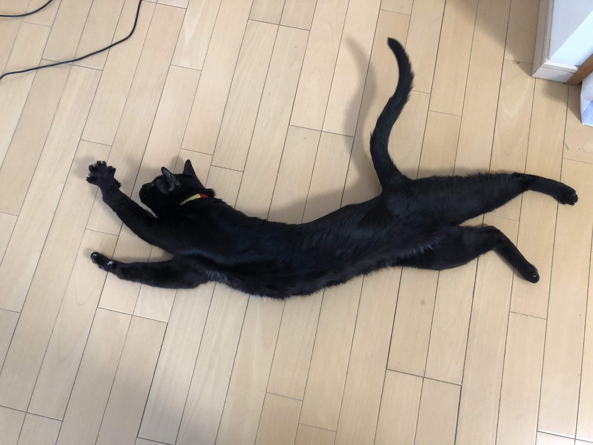 kazuyo0716yon's tweet photo. RPよりもブックマークが多い……なぜ……😂
先月10日に14歳でお空に帰ったうちの荒ぶる黒猫の話です🐈‍⬛ https://t.co/JrLCRldo2w