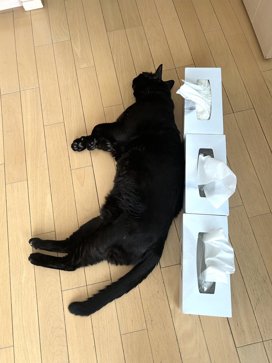 kazuyo0716yon's tweet photo. RPよりもブックマークが多い……なぜ……😂
先月10日に14歳でお空に帰ったうちの荒ぶる黒猫の話です🐈‍⬛ https://t.co/JrLCRldo2w