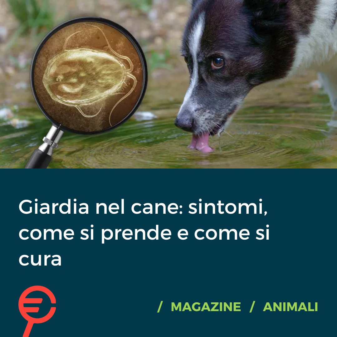 Trovaprezzi's tweet photo. Si sente spesso parlare di Giardia nel cane, potenziale zoonosi anche per l'uomo. Ma esattamente quali sintomi provoca? E come si cura?
Leggi tutto qui: https://t.co/my9D392Zj9 https://t.co/WiCB4FvNFG