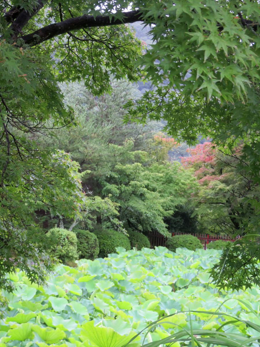 hitomihcx's tweet photo. Tenryu temple/天龍寺/2026.06.27
#Kyoto #京都 #arashiyama #嵐山
#TenryuTemple #天龍寺
#NearbyTemple #近所の寺
#WorldHeritage #世界遺産
#NearbyWorldHeritage #近所の世界遺産
#AutumnLeaves #紅葉
#lotus #蓮 #ハス https://t.co/ZdXq2ZQa6x