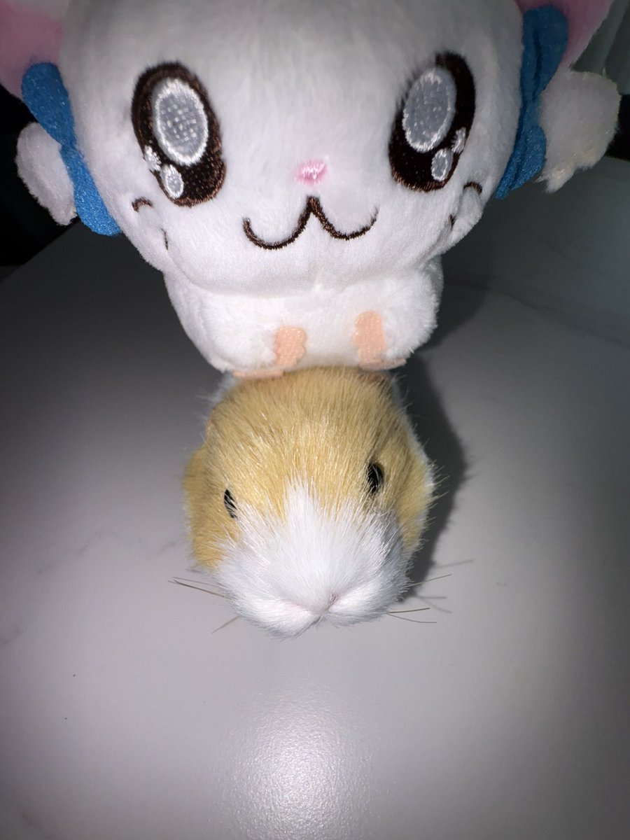 1ovrwoni's tweet photo. 꾸이찌꾸이찌 https://t.co/DINIHohDP3