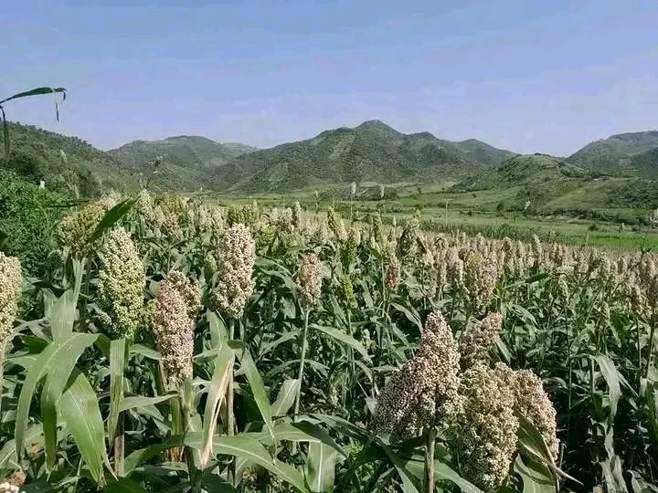 Varakashi4edByo's tweet photo. #ED revitalised Agric
thru programmes such as Pfumvudza &amp;Command Agric restoring food security, empowered farmers &amp;positioned Zim once again as a breadbasket
The mechanisation of agric, inputs &amp; harnessing of irrigation schemes is a Vision2030 practical evidence material
#EDWORKS https://t.co/wJmIqTUUxT