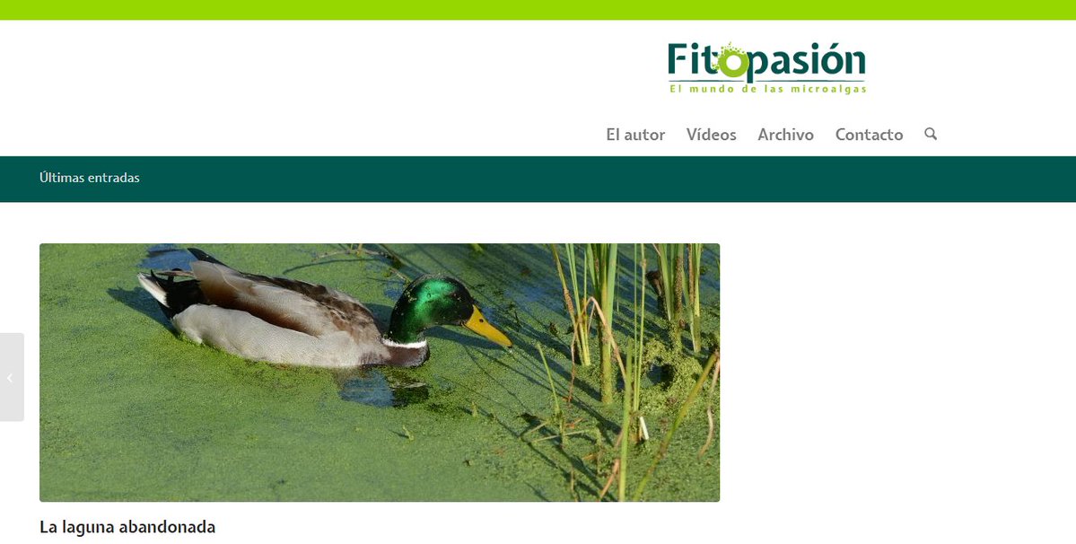 IEOVigo's tweet photo. 💧 La laguna de A Congorza sufre desde hace años una situación de abandono feroz. 

✍ @Lilestak comparte en Fitopasión un análisis sobre su estado, plagado de lentejas de agua y de la microalga Euglena sanguinea.

👉 El artículo: https://t.co/L3eCJejGQt https://t.co/BGtoDhnOZx