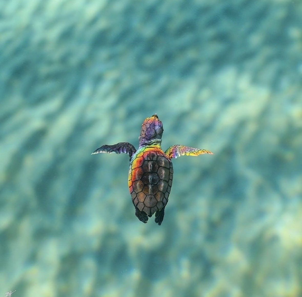 _symtkl's tweet photo. Bazen minik bir caretta caretta olmak istersin https://t.co/1aQaAW9e6S