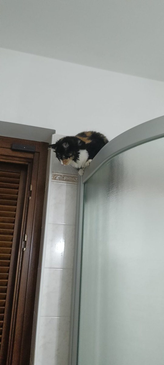 RandagiBaffi's tweet photo. Eh allora ok questo bagnetto è interessante ma io vorrei una casa tutta mia, nessuno a Torino vuole darmi una possibilità? Sono giovane, sterilizzata, fiv +, posso convivere con gatti sani. O mi adottate o mi butto!!!! Info whatsapp 3496067443 https://t.co/38n7ar0UHD