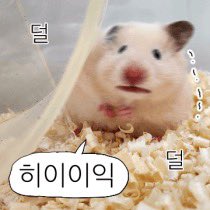 태찌🐥🐈⬛ tweet media
