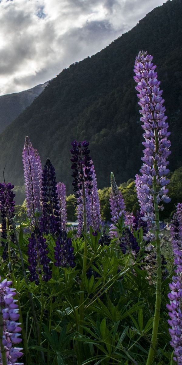 bloomele_'s tweet photo. lupine https://t.co/x7Dgefrv5j