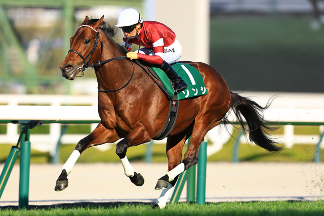 JRAVAN_info's tweet photo. 2026年阪急杯（GⅢ）に勝利したソンシが本日付で競走馬登録を抹消されました。
今後はニュージーランドで種牡馬となる予定とのことです。 https://t.co/S54lzo7mW9
