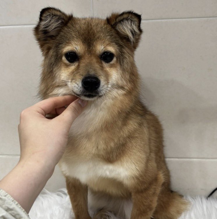 오늘의 강아지 추천 tweet media