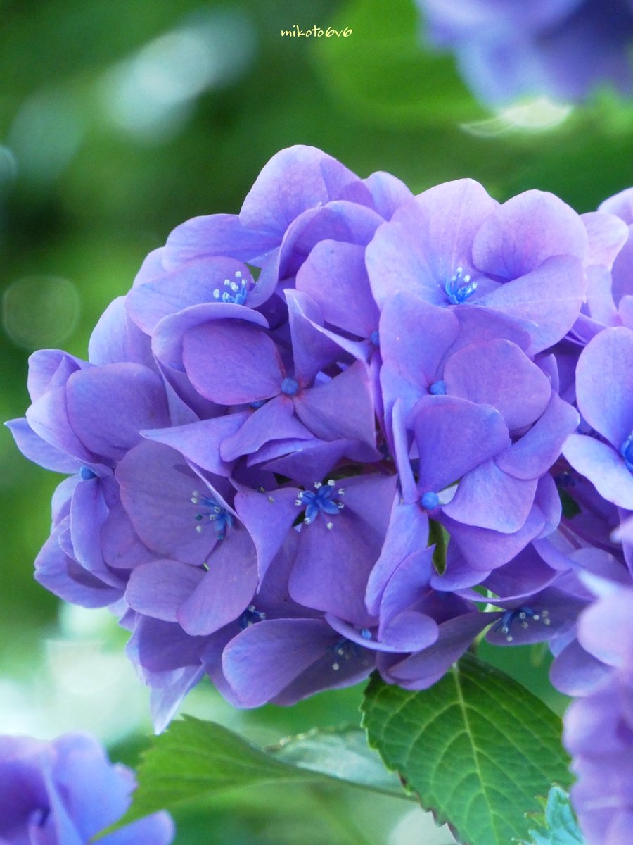 真の花 ひらく 💠🍃🙂 紫陽花 (アジサイ) 📷 LUMIX TZ99