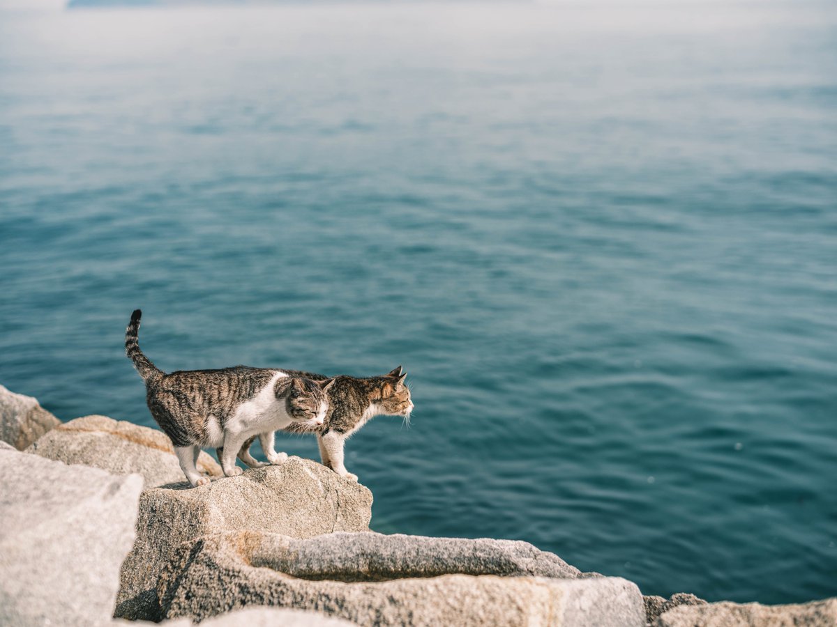 lilhym_'s tweet photo. 猫の島 https://t.co/JzyDBSCe6U