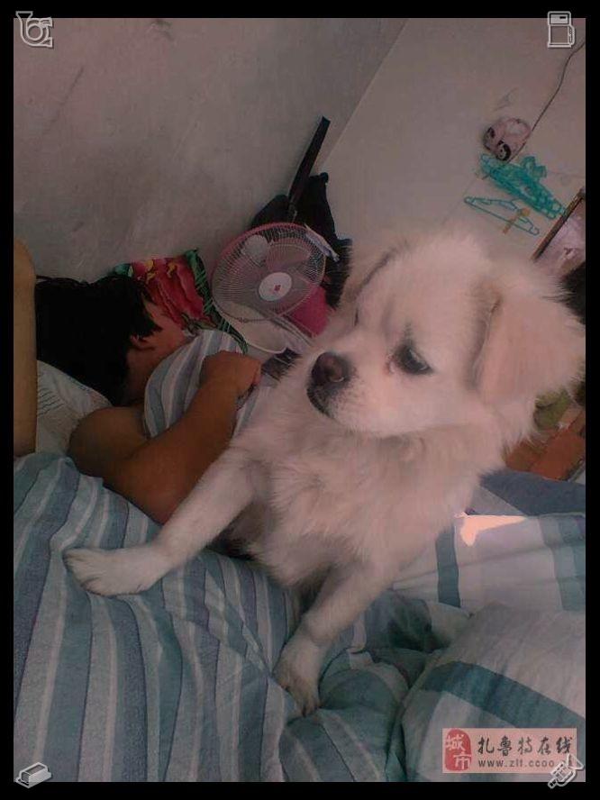 raffdelgado07's tweet photo. 他向她讲述了故事的后续：克拉拉当晚并未出现，他苦等数周后，才从一名渔夫口中得知她已在风暴中丧生，她的船只在带来埃拉拉前往该岛的同种波浪中倾覆了。📋办公桌上的历史事实书 https://t.co/heAWLydjsV