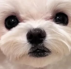 pretty_solulu's tweet photo. 犬もたらこ唇なことあるんだ https://t.co/wm7RFjejLg