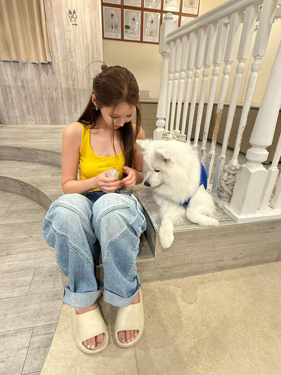 osushibaby222's tweet photo. めちゃくちゃデカかったのに私がデカ女過ぎてサモエドが小さく見える https://t.co/pdz1HXw6eq
