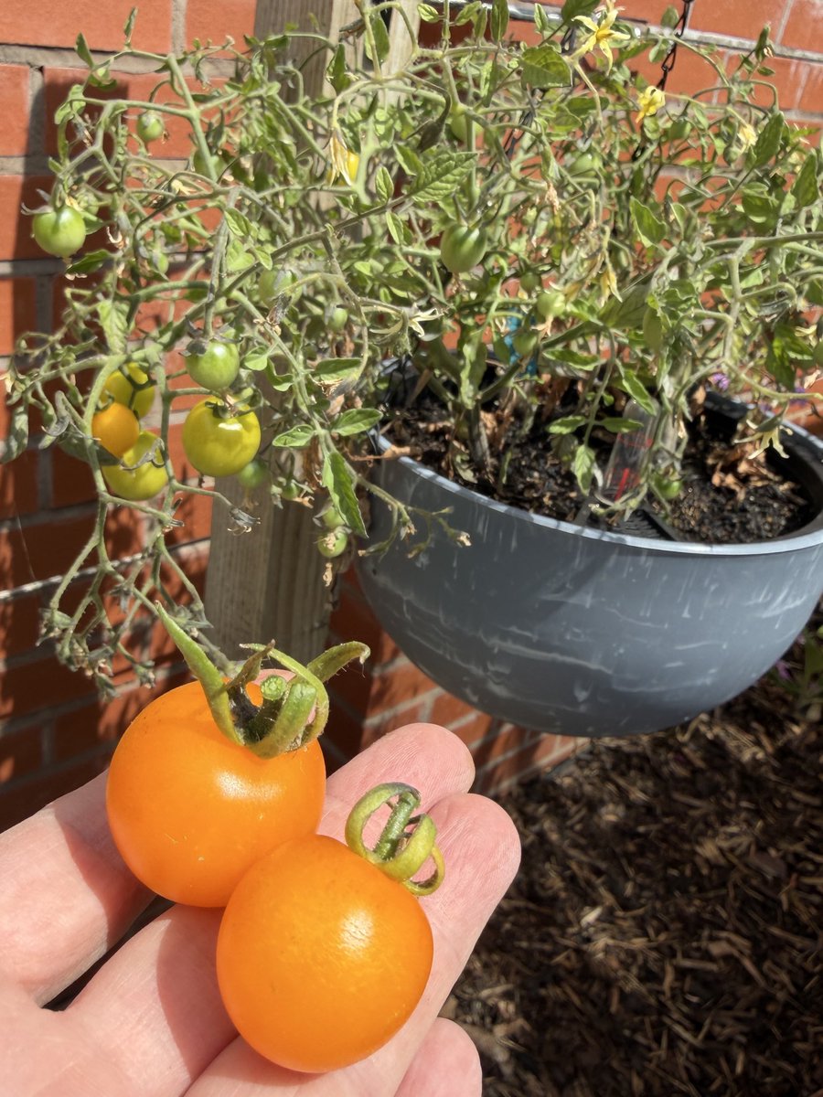 Walnut Kitchen Garden 🌶🫑🌼🍅🥦🌸🫐🍒🌿 tweet media