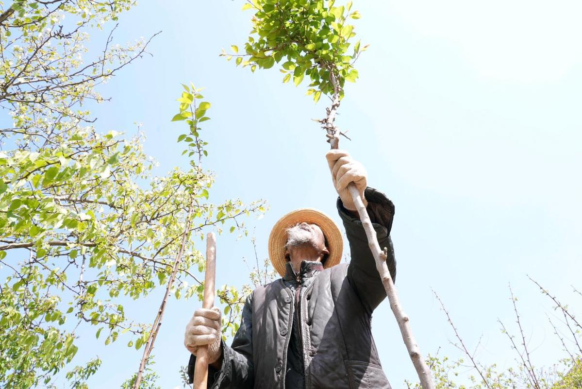 ExploreGansu's tweet photo. 👨🌾At 87 years old, Li Zhitai is still planting hope.
🌳🌳He began planting trees at 74 and, over the past 13 years, has transformed more than 300 mu (20 hectares) of barren hills into forests in the mountains of Yongjing, Linxia. https://t.co/inxuygI4K6