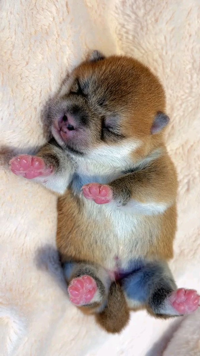 DuvalAtse's tweet photo. My tiny pup just took his first wobbly steps today—small paws, big dreams, and a whole lot of slobber to come.  #PuppyProgress https://t.co/Iqq50tqdVk
