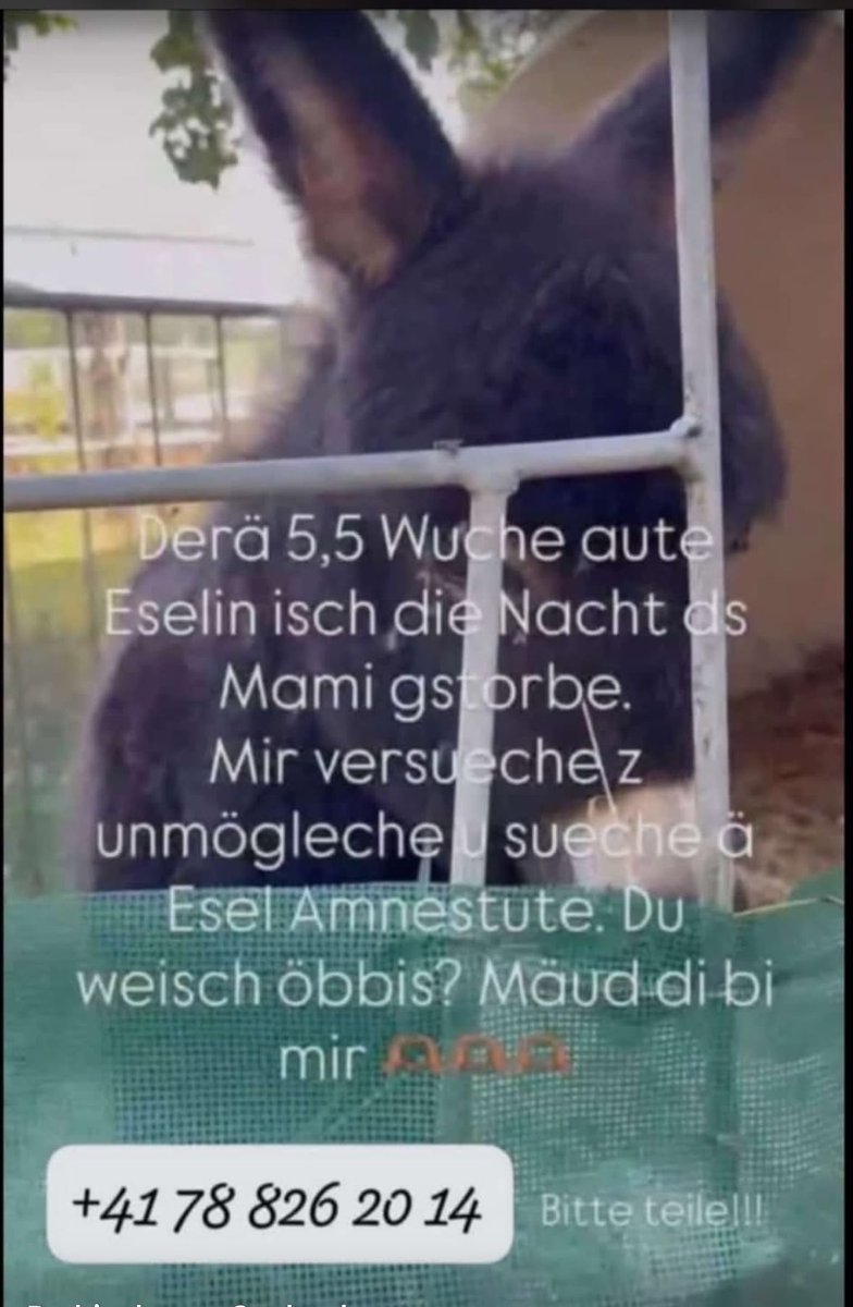 KarinMayerhofer's tweet photo. Amme für 5.5 Wochen altes Eselmädchen gesucht, ihr Mami ist verstorben. Im Schlössliheim Pieterlen. 🥲 https://t.co/0v7PIUj2vB