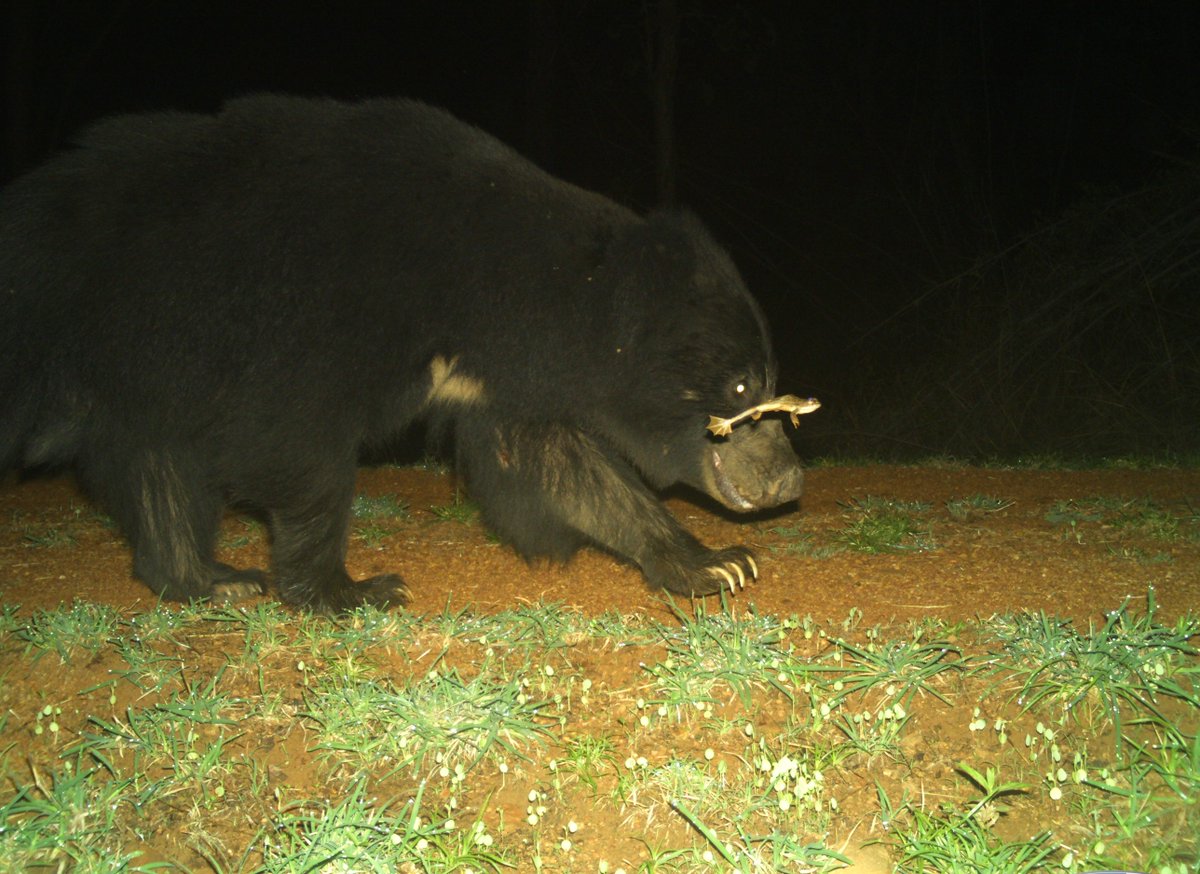 mytadoba's tweet photo. Joint Night Petrol!
A bear and a frog conducting a joint night patrol! A perfectly timed image captured on the camera trap installed to monitor wildlife movement.
#Tadoba #TATR #CameraTrap #Wildlife #WildlifePhotography #NaturePhotography #SlothBear https://t.co/ROo0XcvKEK