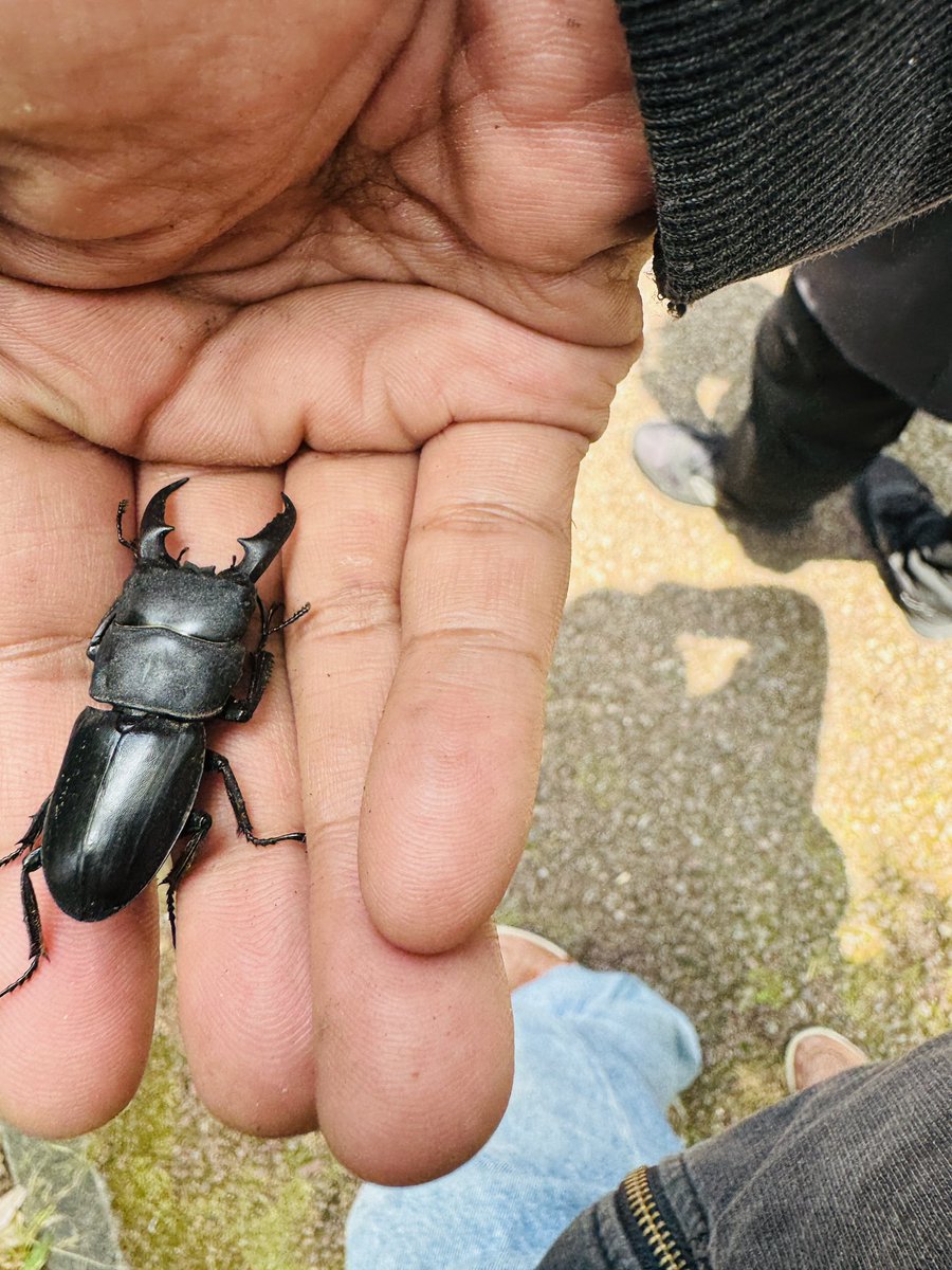 KonnoYouetsu's tweet photo. 箕面産　ヒラタクワガタ
人生2回目の捕獲　
嬉しい( ´∀｀) https://t.co/nhmwcARqXe