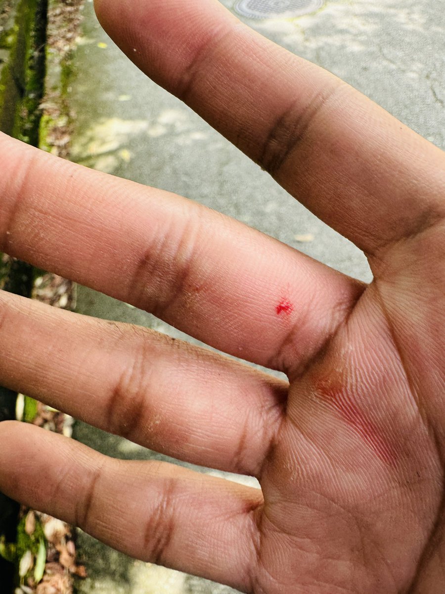 KonnoYouetsu's tweet photo. 箕面産　ヒラタクワガタ
人生2回目の捕獲　
嬉しい( ´∀｀) https://t.co/nhmwcARqXe