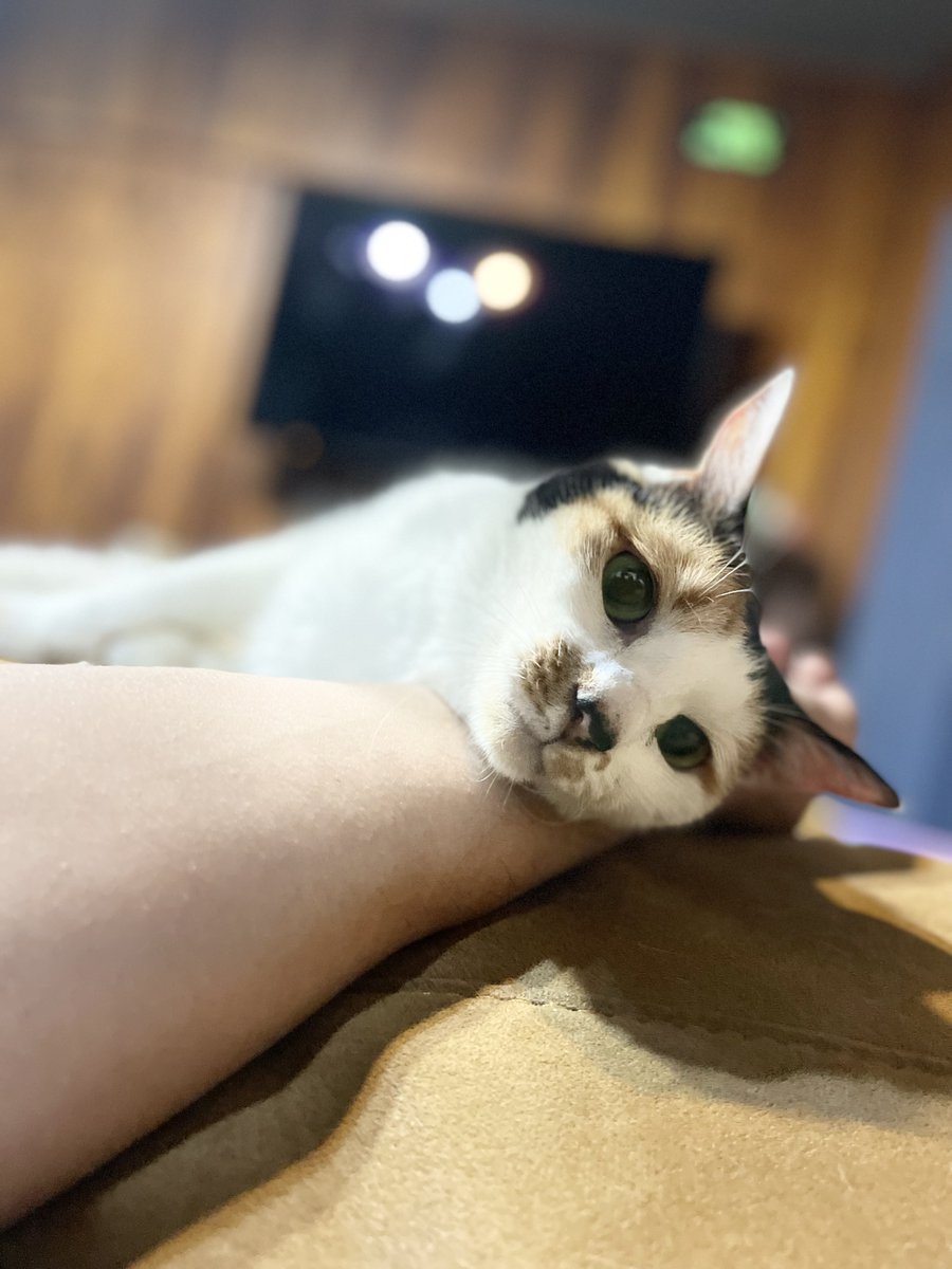 Joash344's tweet photo. 僕だけに懐く猫のコメちゃんが急激に痩せ細り手の施しようもなく亡くなった。ペットは先に亡くなるから感情入れないようにしてたけど結構キツい。 https://t.co/Xjb21hx7E5