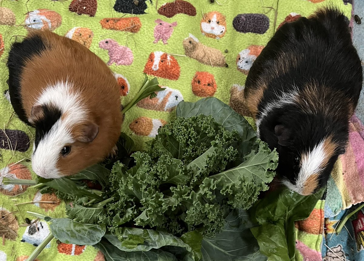 MindMyHomeIE's tweet photo. Surely you can’t eat all of this yourself! Check out https://t.co/nPNL80SMVw's video! #TikTok https://t.co/d5Oji9XD6O #mindmyhome #guineapigs https://t.co/zaobQG5PeM