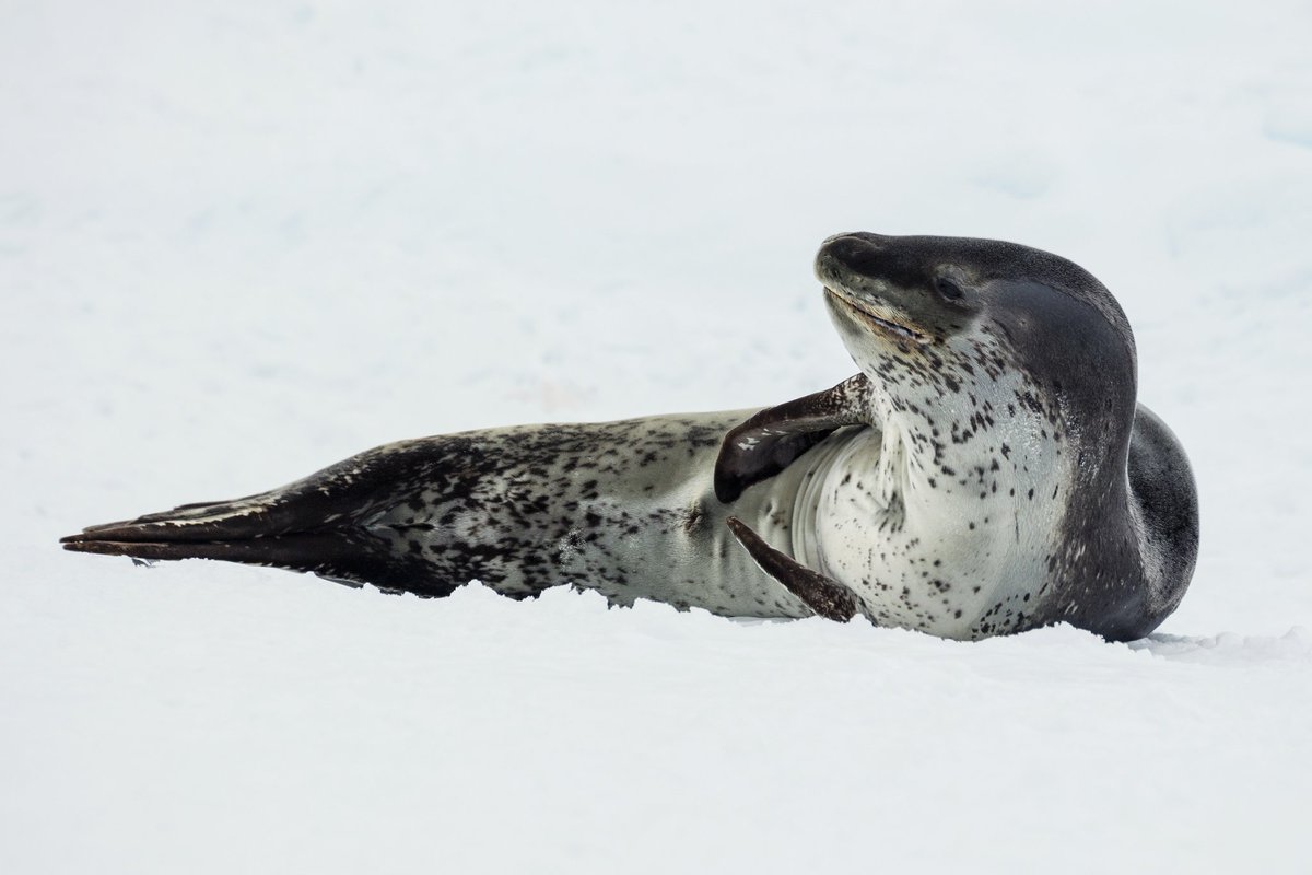 Rycril1's tweet photo. @LizCalibra What is your opinion on leopard seals? https://t.co/oACHPOr6SR