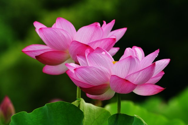 _humanbridge's tweet photo. 【今日は何の日？】
◎記念日
・通天閣の日
・ソフトクリームの日
◎誕生花
ハス（意味：神聖、清らかな心）
���誕生日
・岡崎体育さん
・賀来賢人さん https://t.co/YnZIFfNsU2