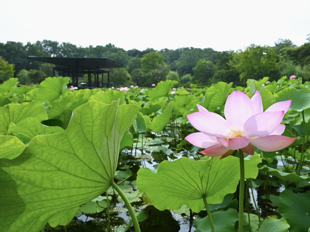 expo70park_jp's tweet photo. #ハス の花が見ごろを迎えています🪷
凛と咲き誇るハスの姿は、早朝の静かな日本庭園の中で、より一層幻想的に。

今年の早朝観蓮会は、7/3(金)〜5(日)で終了となります。
この機会に、神秘的で優美なハスの姿をご覧ください✨

7/5(日)まで【日本庭園 中央休憩所】にいるミャクミャク像にも、ぜひ会いに来てくださいね💙❤️

早朝観蓮会の詳細はこちら👇
https://t.co/vggtKYSKz1

#万博記念公園 #早朝観蓮会 #蓮 #日本庭園 #ミャクミャク