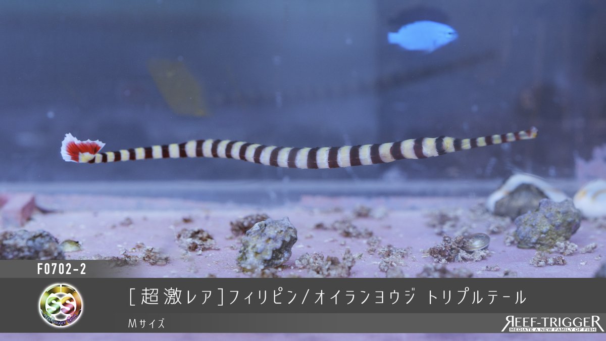 REEF_TRIGGER's tweet photo. New Arrival

ブラジル/ウェブバーフィッシュ ベビー　Sサイズ
[超激レア]フィリピン/オイランヨウジ トリプルテール
フィリピン/イシヨウジ　Mサイズ
[色指定可]ヒオウギガイ　Sサイズ

https://t.co/tamjFOWw5K https://t.co/2JFTw1MviA
