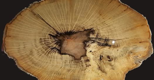 fossilforests's tweet photo. Happy #FossilFriday! 📷 Mark your calendars for our next FFF webinar this July 14th:
PETRIFIED WOOD FROM CLOVER CREEK, IDAHO
A case study on the incredible results possible when amateurs &amp; professionals collaborate!
📷 July 14th
📷 11:00 AM ET https://t.co/bBeqcHQEyk