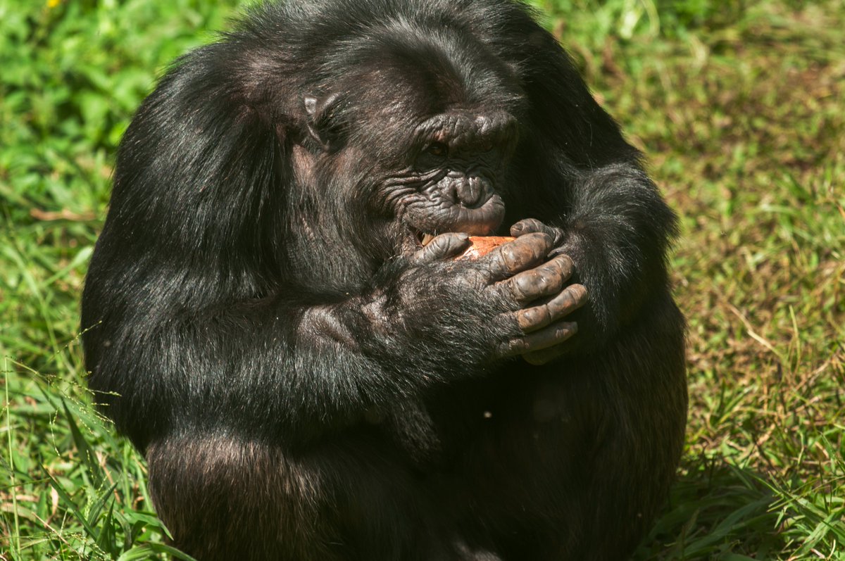 ngambaisland's tweet photo. Resilient. Compassionate. Strong. A true leader who leads by example.

Meet Kisembo, our Alpha Male. A remarkable chimpanzee whose confidence and calm presence make him the heart of his community. 🐒💚
#onelove #dedicatedtochimpanzeecare https://t.co/I3rbuz9WpW